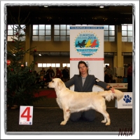European Dog Show Brusselas (Bélgica) 2015