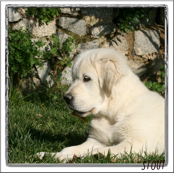 Glitters Pocket of Time -STOUT-