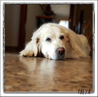 D.E.P Freya (Thevenet Freya)